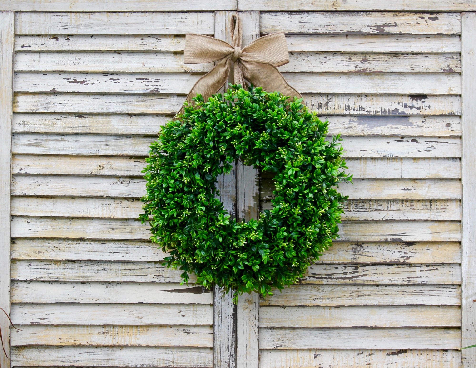 Boxwood Wreath with Bow