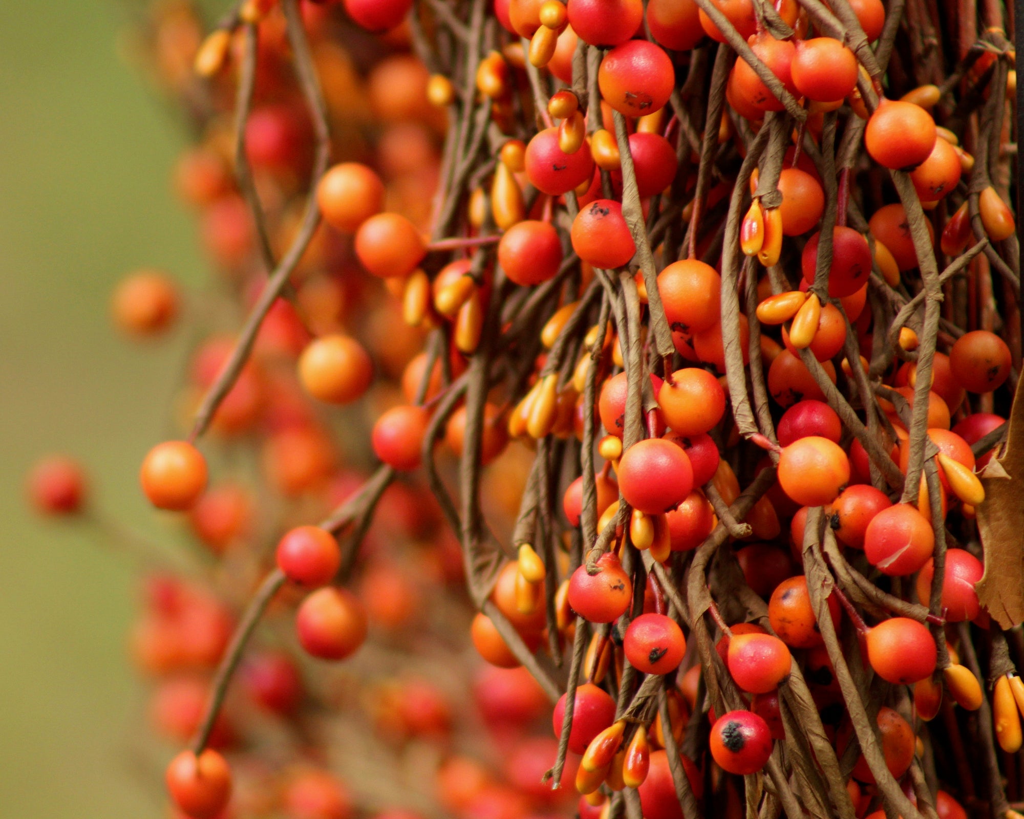 Orange Berry Wreath with Grapevine Pumpkin Bow